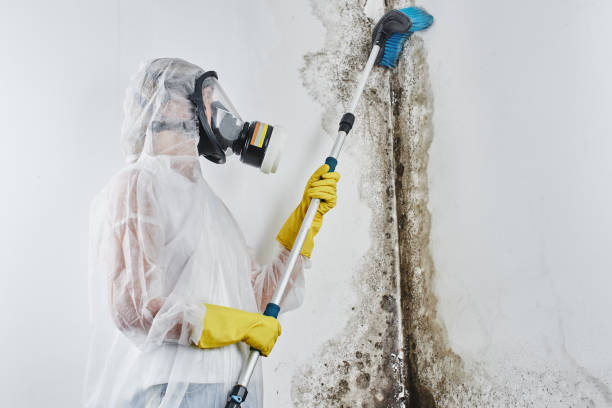 Best Black Mold Removal  in Cordele, GA