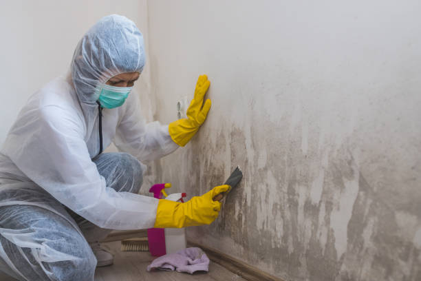 Best Crawl Space Mold Removal  in Cordele, GA