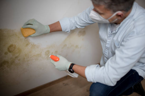 Best Mold Remediation  in Cordele, GA