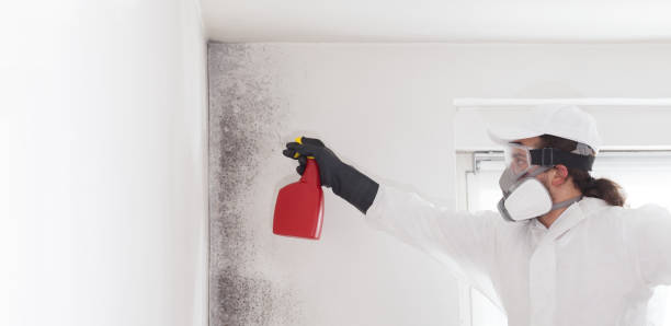 Office Mold Removal Services in Cordele, GA