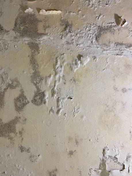 Office Mold Removal Services in Cordele, GA