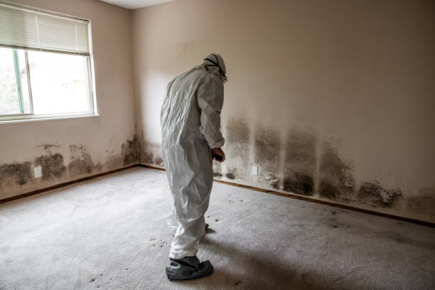 Best Local Mold Removal Service  in Cordele, GA