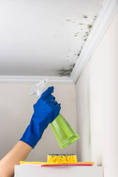 Best Mold Damage Repair  in Cordele, GA