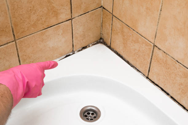 Best Same-Day Mold Removal  in Cordele, GA