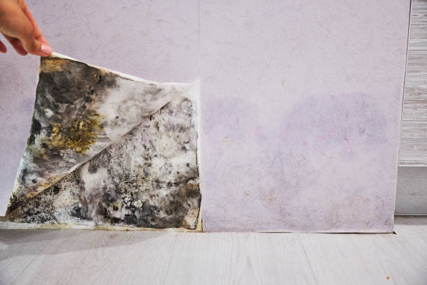 Best Black Mold Removal  in Cordele, GA